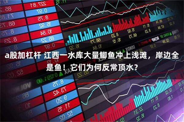 a股加杠杆 江西一水库大量鲫鱼冲上浅滩，岸边全是鱼！它们为何反常顶水？